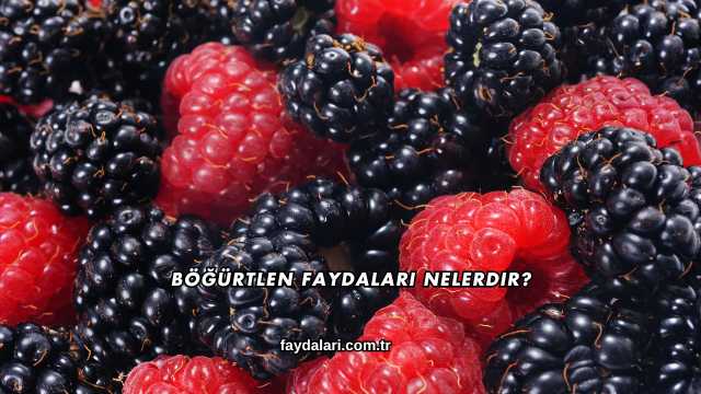 Böğürtlen Faydaları Nelerdir?