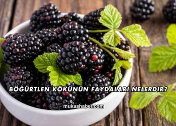 Böğürtlen Kökünün Faydaları Nelerdir?