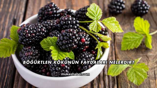 Böğürtlen Kökünün Faydaları Nelerdir?