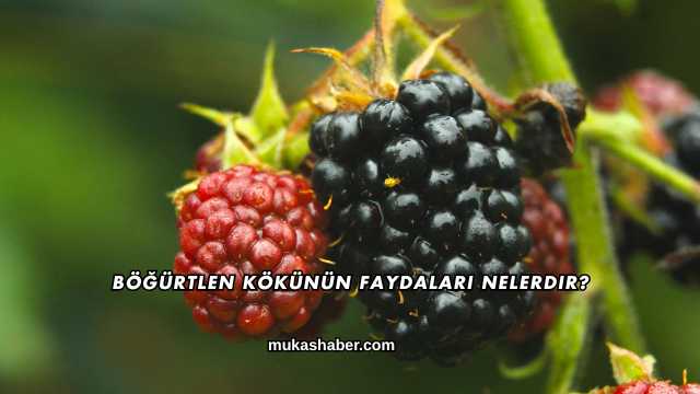 Böğürtlen Kökünün Faydaları Nelerdir?