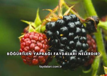 Böğürtlen Yaprağı Faydaları Nelerdir?