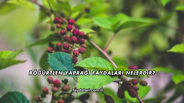 Böğürtlen Yaprağı Faydaları Nelerdir?
