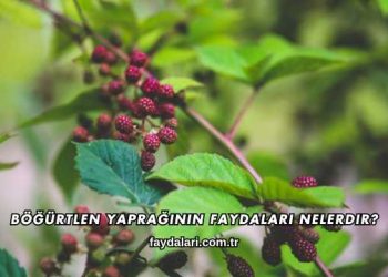 Böğürtlen Yaprağının Faydaları Nelerdir?