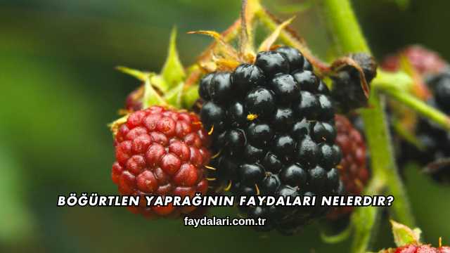 Böğürtlen Yaprağının Faydaları Nelerdir?