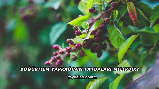 Böğürtlen Yaprağının Faydaları Nelerdir?