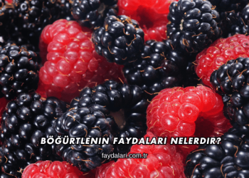 Böğürtlenin Faydaları Nelerdir?