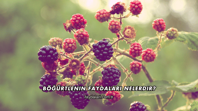 Böğürtlenin Faydaları Nelerdir?