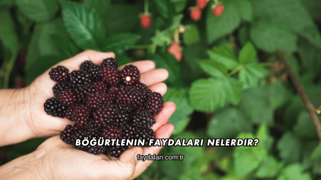 Böğürtlenin Faydaları Nelerdir?