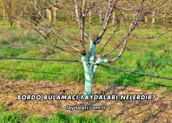Bordo Bulamacı Faydaları Nelerdir?