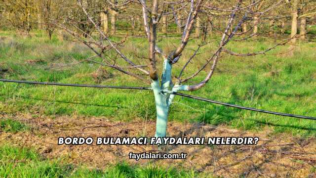 Bordo Bulamacı Faydaları Nelerdir?