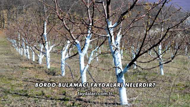 Bordo Bulamacı Faydaları Nelerdir?
