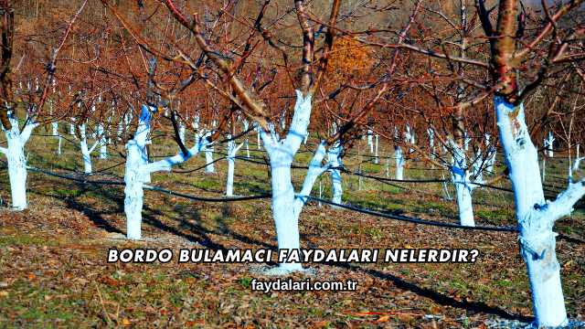 Bordo Bulamacı Faydaları Nelerdir?