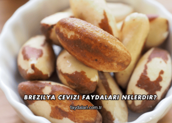 Brezilya Cevizi Faydaları Nelerdir?