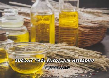 Buğday Yağı Faydaları Nelerdir?