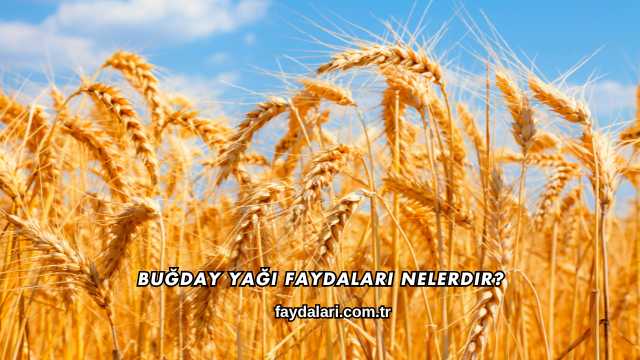 Buğday Yağı Faydaları Nelerdir?
