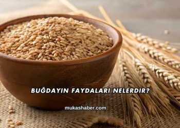 Buğdayın Faydaları Nelerdir?