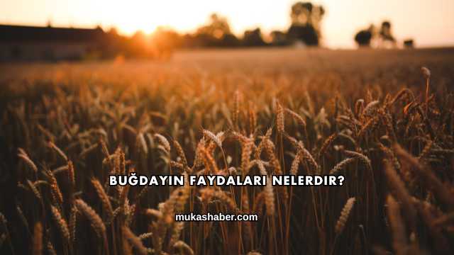 Buğdayın Faydaları Nelerdir?