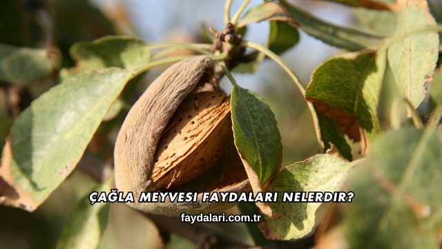 Çağla Meyvesi Faydaları Nelerdir?