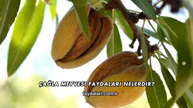Çağla Meyvesi Faydaları Nelerdir?