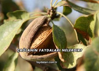 Çağlanın Faydaları Nelerdir?