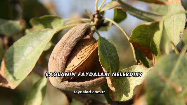 Çağlanın Faydaları Nelerdir?
