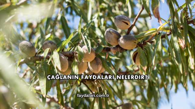 Çağlanın Faydaları Nelerdir?