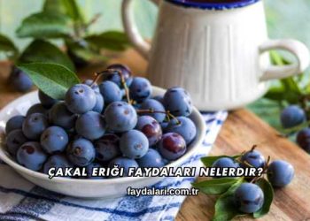 Çakal Eriği Faydaları Nelerdir?