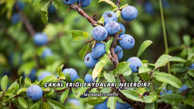 Çakal Eriği Faydaları Nelerdir?