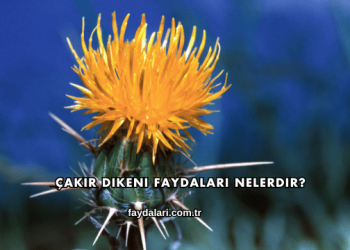Çakır Dikeni Faydaları Nelerdir?