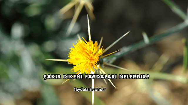 Çakır Dikeni Faydaları Nelerdir?