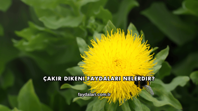 Çakır Dikeni Faydaları Nelerdir?