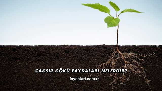 Çakşır Kökü Faydaları Nelerdir?