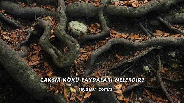 Çakşır Kökü Faydaları Nelerdir?