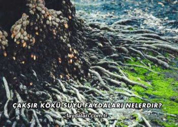 Çakşır Kökü Suyu Faydaları Nelerdir?