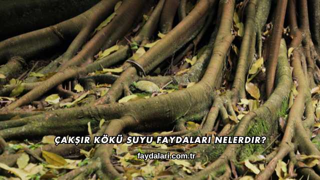 Çakşır Kökü Suyu Faydaları Nelerdir?