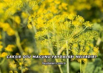 Çakşır Otu Macunu Faydaları Nelerdir?