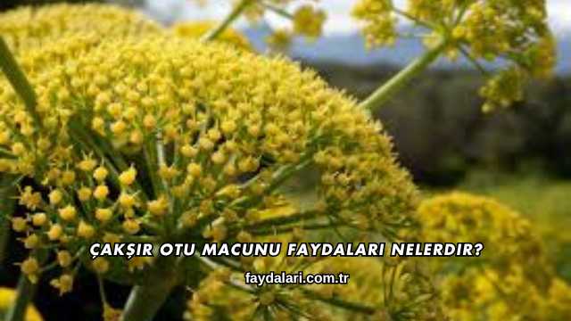 Çakşır Otu Macunu Faydaları Nelerdir?