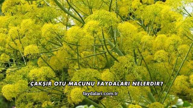 Çakşır Otu Macunu Faydaları Nelerdir?