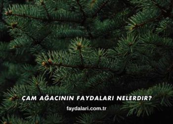 Çam Ağacının Faydaları Nelerdir?
