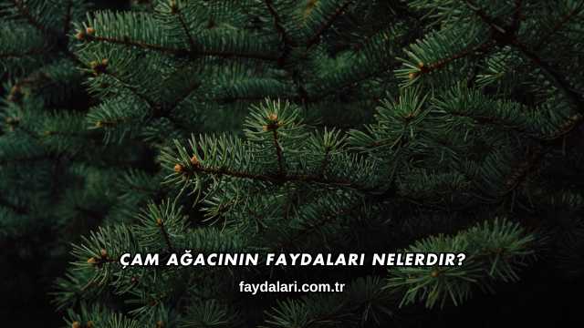 Çam Ağacının Faydaları Nelerdir?