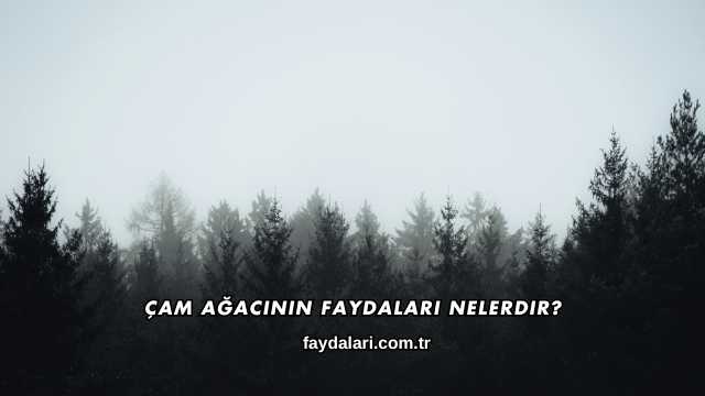 Çam Ağacının Faydaları Nelerdir?