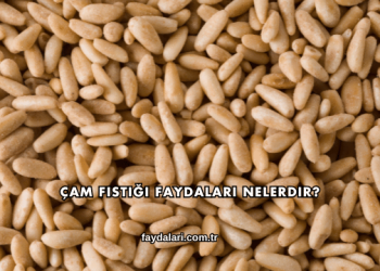Çam Fıstığı Faydaları Nelerdir?
