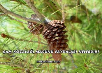 Çam Kozalağı Macunu Faydaları Nelerdir?