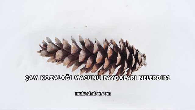 Çam Kozalağı Macunu Faydaları Nelerdir?