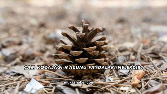 Çam Kozalağı Macunu Faydaları Nelerdir?