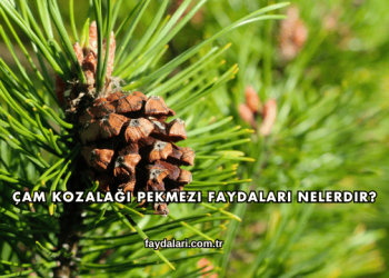 Çam Kozalağı Pekmezi Faydaları Nelerdir?