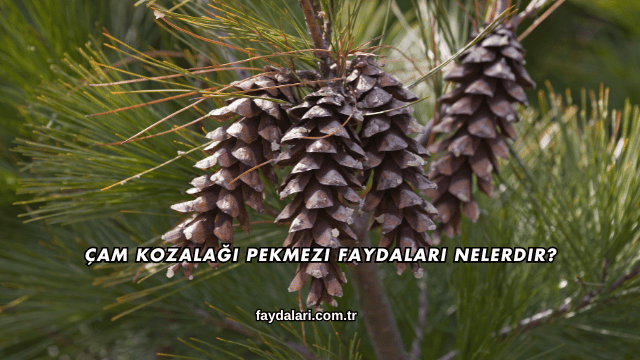 Çam Kozalağı Pekmezi Faydaları Nelerdir?
