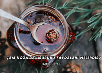 Çam Kozalağı Şurubu Faydaları Nelerdir?