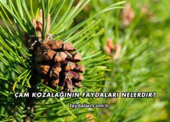 Çam Kozalağının Faydaları Nelerdir?