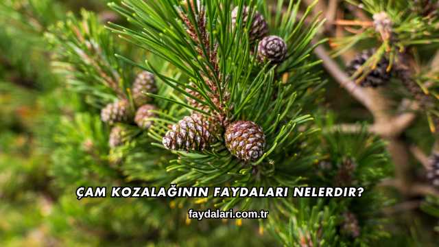 Çam Kozalağının Faydaları Nelerdir?